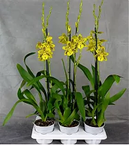 Одонтоцидиум - Odontocidium Tiger Barb Plenty 1 цветонос D12 H70