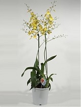 Онцидиум - 2 Цветоноса Oncidium D17 H80