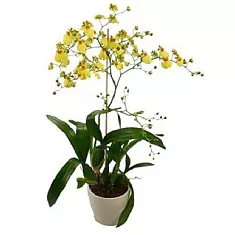 Онцидиум - Oncidium D12 H90