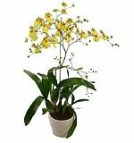 Онцидиум - Oncidium D12 H90