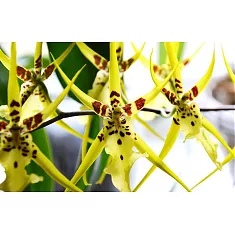 Брассия - Brassia Summer Dream 3 цветоноса D12 H50