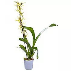 Братония - Bratonia Tessa 1 цветонос D12 H50