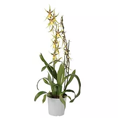 Брассия - Brassia Summer Dream 2 цветоноса D12 H50