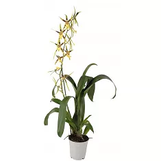 Брассия - Brassia Summer Dream 1 цветонос D12 H50