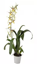 Брассия - Brassia Summer Dream 1 цветонос D12 H50
