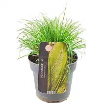 Пеннисетум лисохвостный Хамельн - Pennisetum alopecuroides Hameln Al D14 H40
