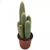 Пилоцереус Лазурный - Pilosocereus azureus D24 H90