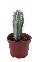 Пилозоцереус - Pilocereus Glaucescens D12 H20