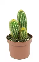 Пилозоцереус золотистоколючковый - Pilosocereus chrysacanthus D12 H15