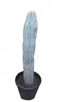 Пилозоцереус Голубой кактус - Piloso Dcereus magnificus D21 H90