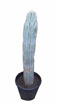 Пилозоцереус Голубой кактус - Piloso Dcereus magnificus D21 H90
