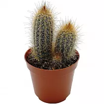 Пилозоцереус золотистоколючковый - Pilosocereus chrysacanthus D12 H20