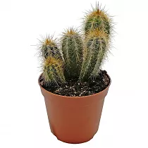 Пилозоцереус золотистоколючковый - Pilosocereus chrysacanthus D12 H15