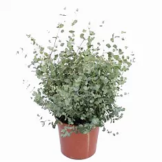 Эвкалипт Гунни Буш (Eucalyptus gunnii Bush) D14 H40