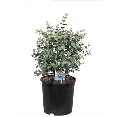 Эвкалипт Гунни Буш (Eucalyptus gunnii Bush) D12 H30
