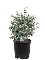 Эвкалипт Гунни Буш (Eucalyptus gunnii Bush) D12 H30