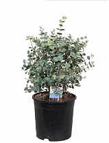 Эвкалипт Гунни Буш (Eucalyptus gunnii Bush) D12 H30