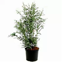 Эвкалипт Гунни Буш (Eucalyptus gunnii Bush) D21 H80 