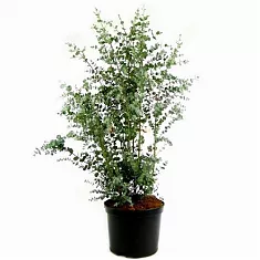 Эвкалипт Гунни Буш (Eucalyptus gunnii Bush) D21 H80 