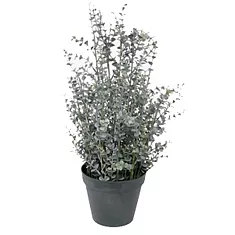 Эвкалипт Гунни Буш (Eucalyptus gunnii Bush) D24 H70