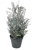 Эвкалипт Гунни Буш (Eucalyptus gunnii Bush) D24 H70