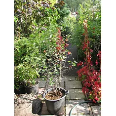 Боярышник средний Паул Скарлет - Crataegus Paul's Scarlet D5 H80-100