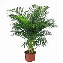 Пальма Арека D34 H180