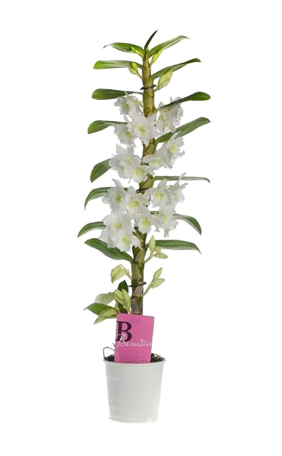 Дендробиум Нобиле белый - Dendrobium nobile D12 H50