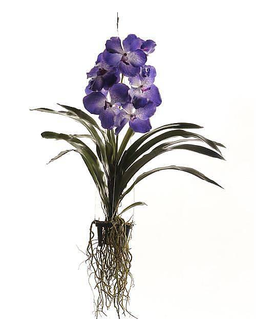 Ванда Синий океан - Vanda Supan - Buri Ocean Blue Beauty H90