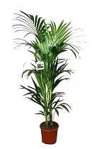 Ховея (Кентия) D22 H120