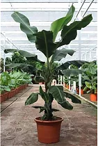 Банановая пальма Муса D50 H220