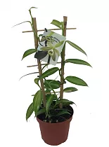 Орхидея Ваниль - Vanilla planifolia D12 H45