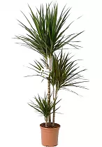 Драцена Маргината карусель - Marginata magenta D30 H125