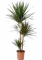 Драцена Маргината карусель - Marginata magenta D30 H125