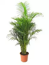Пальма Арека D25 H150