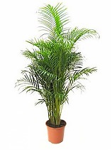 Пальма Арека D25 H150