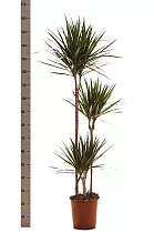 Драцена Маргината - Marginata magenta D30 H160