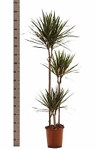 Драцена Маргината - Marginata magenta D30 H160