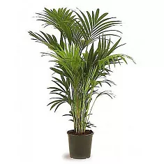 Пальма Ховея Форстера - Howea Forsteriana D30 H180