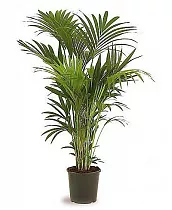 Пальма Ховея Форстера - Howea Forsteriana D30 H180