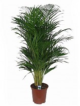 Пальма Арека D40 H220