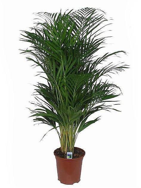Пальма Арека D40 H220