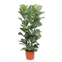Фикус Лировидный (Лирата) - Ficus Lyrata D34 H180