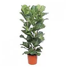 Фикус Лировидный (Лирата) - Ficus Lyrata D34 H180