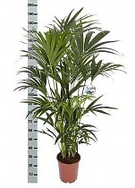 Ховея (Кентия) D30 H190