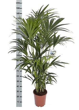 Ховея (Кентия) D30 H190