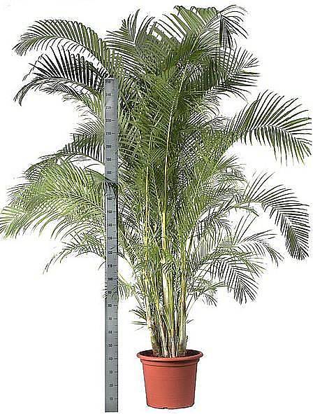 Пальма Арека D55 H300