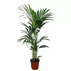 Пальма Ховея Форстера - Howea forsteriana D19 H100