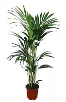 Пальма Ховея Форстера - Howea forsteriana D19 H100
