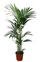 Пальма Ховея Форстера - Howea forsteriana D19 H100
